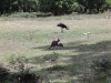 Emu meets Kangaroo