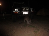 Ein Kangaroo grast unter unserem Auto