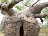 Boab prison Tree