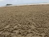 Überbleibsel wenn Krabben sich Behausungen im Sand bauen
