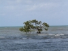 Etwas nördlich vom Cape Tribulation stehen Mangroven im Meer
