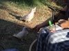Kakadufütterung in Exmouth auf dem Campingplatz