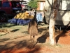 Ein Emu ist neidisch auf Mamas Zelt