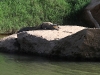 Salzwasserkrokodil in der Windjana Gorge