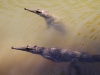 Süßwasserkrokodile lauern im Fluß auf abstürzende Fledermäuse
