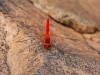 rote Libelle an der Manning Gorge