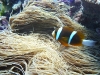 Nemo... Check!
