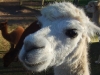 Alpaka mit schönen Augen